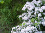 Mountain Laurel along the ring road