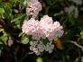 Mountain Laurel