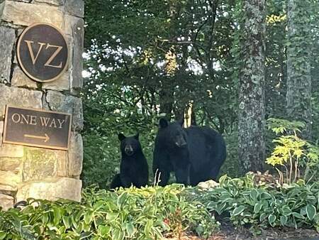 Mama and baby bear by Laura Burrell - Sept 2021